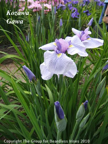 16 Kozawa Gawa (2)